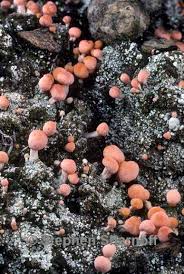 Attēlu rezultāti vaicājumam “Dibaeis baeomyces”