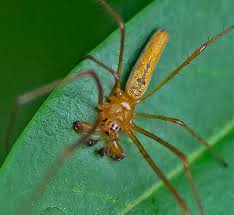 Attēlu rezultāti vaicājumam “Tetragnatha extensa”