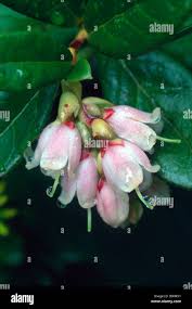Attēlu rezultāti vaicājumam “Vaccinium vitis-idaea bud”