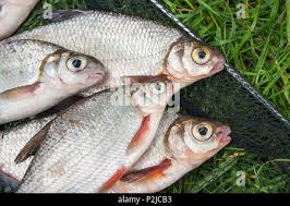 Image result for Blicca bjoerkna