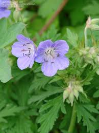 Attēlu rezultāti vaicājumam “Geranium bohemicum”