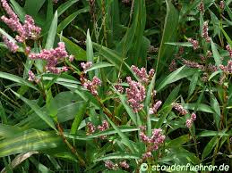 Attēlu rezultāti vaicājumam “Persicaria maculosa”