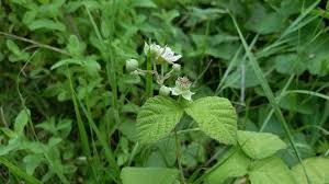 Attēlu rezultāti vaicājumam “Rubus caesius flower”