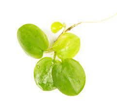 Attēlu rezultāti vaicājumam “Hydrocharis morsus-ranae fruit”