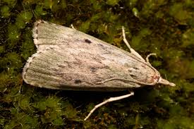 Attēlu rezultāti vaicājumam “Aphomia sociella female”