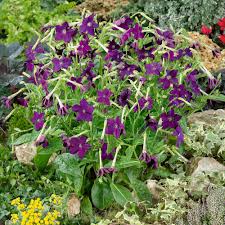 Image result for Nicotiana x sanderae `Perfume`F1