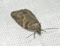 Attēlu rezultāti vaicājumam “Eana incanana”