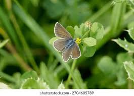 Attēlu rezultāti vaicājumam “Cyaniris semiargus female”