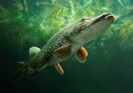 Image result for Esox lucius