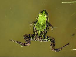 Attēlu rezultāti vaicājumam “Pelophylax”