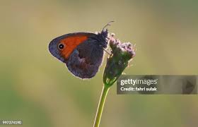 Attēlu rezultāti vaicājumam “Coenonympha pamphilus”
