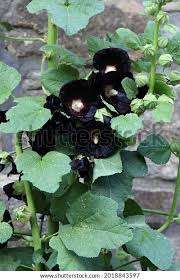 Image result for Alcea rosea nigra