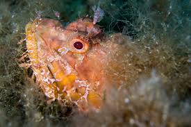 Image result for Scorpaena scrofa