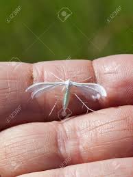 Attēlu rezultāti vaicājumam “Pterophorus pentadactyla”