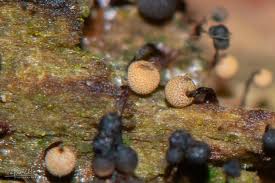 Attēlu rezultāti vaicājumam “Cribraria oregana macro”