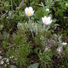 Attēlu rezultāti vaicājumam “Pulsatilla patens flower”