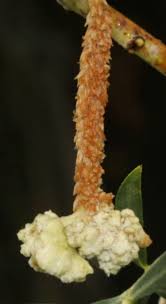 Attēlu rezultāti vaicājumam “Salix daphnoides subsp. acutifolia bud”