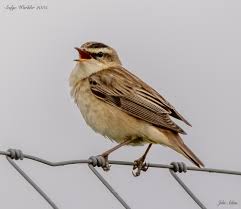 Attēlu rezultāti vaicājumam “Acrocephalus schoenobaenus adult”