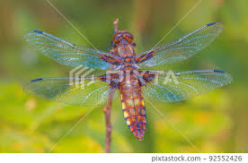 Attēlu rezultāti vaicājumam “Libellula depressa female”