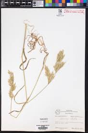 Attēlu rezultāti vaicājumam “Bromus hordeaceus subsp. hordaceus”