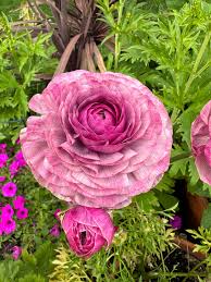 Attēlu rezultāti vaicājumam “Ranunculus mendax”