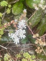 Attēlu rezultāti vaicājumam “Sedum album leaf”