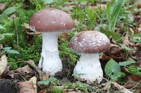 Attēlu rezultāti vaicājumam “Cortinarius praestans”