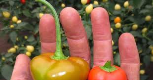 Afbeeldingsresultaat voor cabin tomato