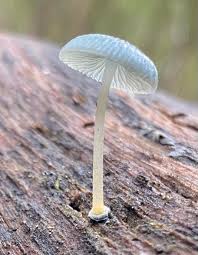 Attēlu rezultāti vaicājumam “Claustria didermoides macro”