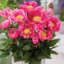 Attēlu rezultāti vaicājumam “Paeonia lactiflora”