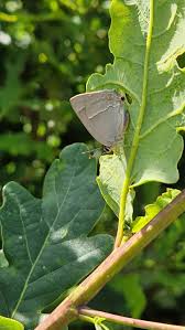 Attēlu rezultāti vaicājumam “Favonius quercus”