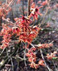 Attēlu rezultāti vaicājumam “Hamamelis vernalis flower”