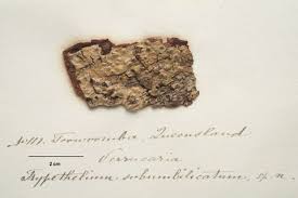 Attēlu rezultāti vaicājumam “Xylographa paralella”