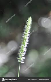 Attēlu rezultāti vaicājumam “Phleum phleoides fruit”