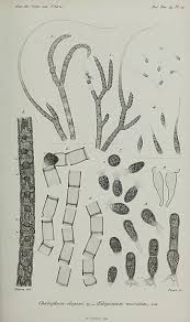 Attēlu rezultāti vaicājumam “Chaetophora pisiformis”