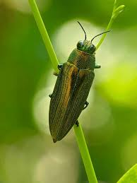 Attēlu rezultāti vaicājumam “Buprestidae”