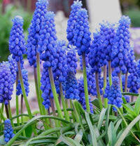Attēlu rezultāti vaicājumam “Muscari armeniacum”
