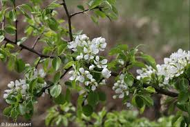 Attēlu rezultāti vaicājumam “Pyrus pyraster leaf”