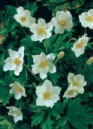 Attēlu rezultāti vaicājumam “Anemone sylvestris fruit”