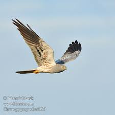 Attēlu rezultāti vaicājumam “Circus pygargus”