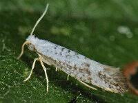 Attēlu rezultāti vaicājumam “Argyresthia semifusca”