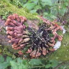 Attēlu rezultāti vaicājumam “Hypocreopsis lichenoides”