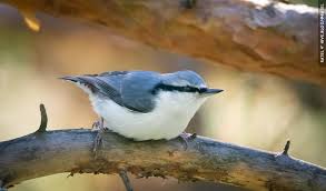 Image result for Sitta europaea