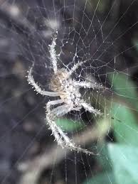 Attēlu rezultāti vaicājumam “Aranei exuvia”