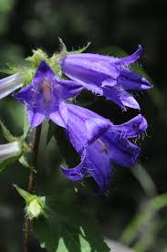 Attēlu rezultāti vaicājumam “Campanula trachelium bud”