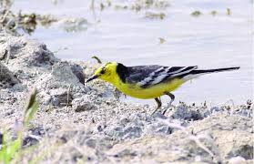 Attēlu rezultāti vaicājumam “Motacilla citreola”