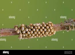 Attēlu rezultāti vaicājumam “Saturnia pavonia eggs”