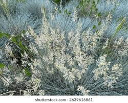 Attēlu rezultāti vaicājumam “Festuca ovina flower”