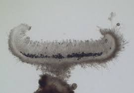 Attēlu rezultāti vaicājumam “Hyaloscypha hyalina”