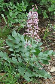 Image result for Diptam